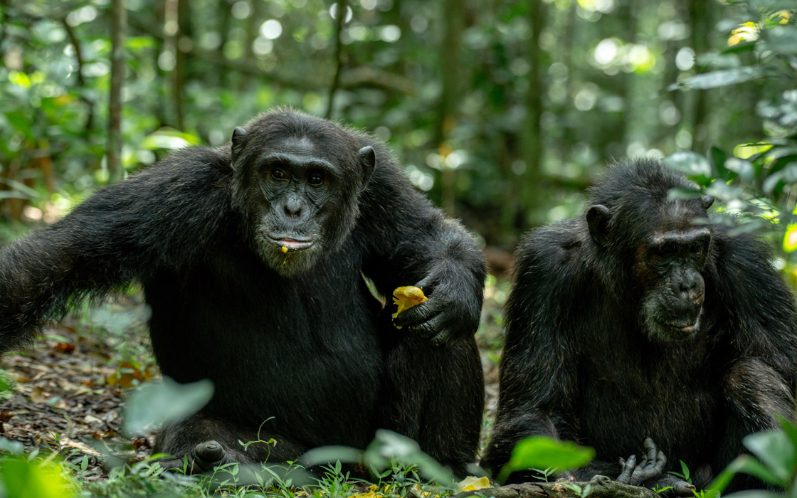 Kibale-chimpanzees.jpg