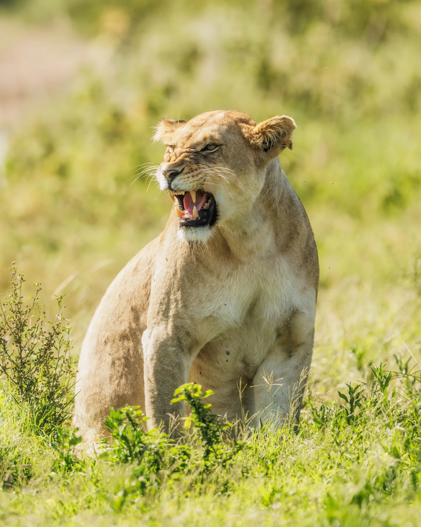  Tanzania Safari Holidays