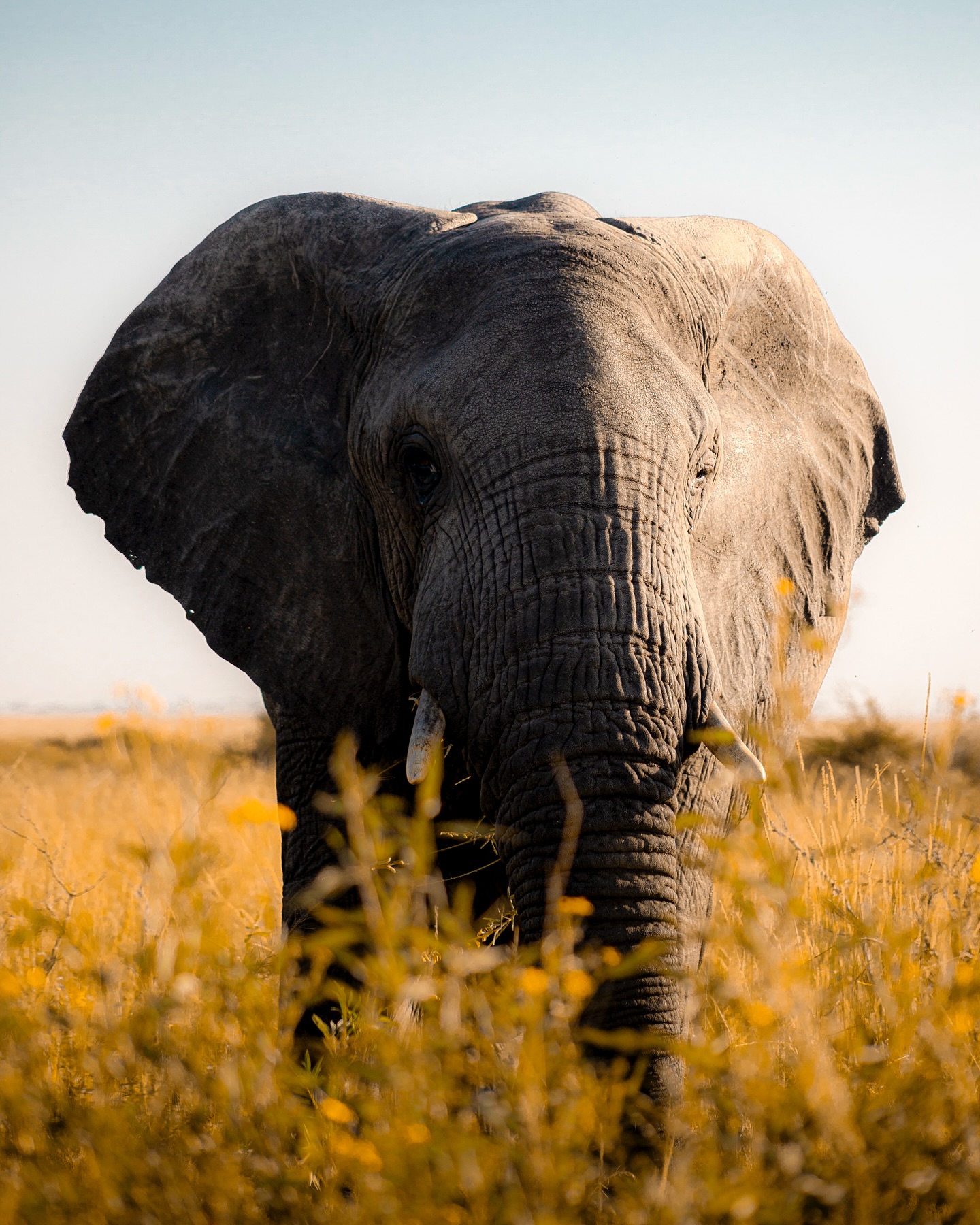 Serengeti and Ngorongoro Luxury Safari